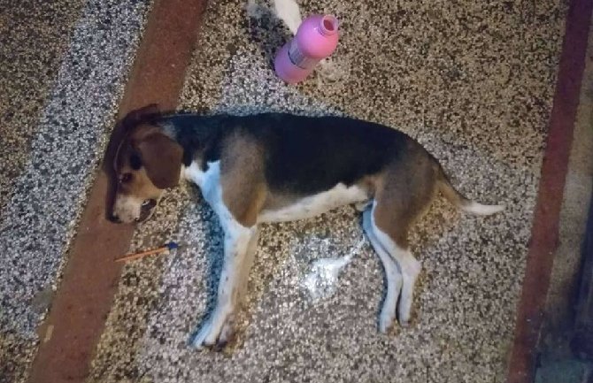 Otrovan vlasnički pas u centru Podgorice, prosut otrov na igralištu