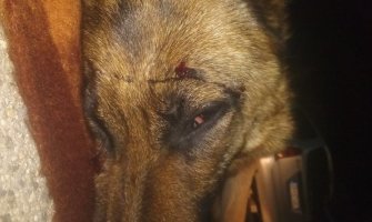 Ženki rase vučjak i štenetu  pucali u glavu (FOTO)