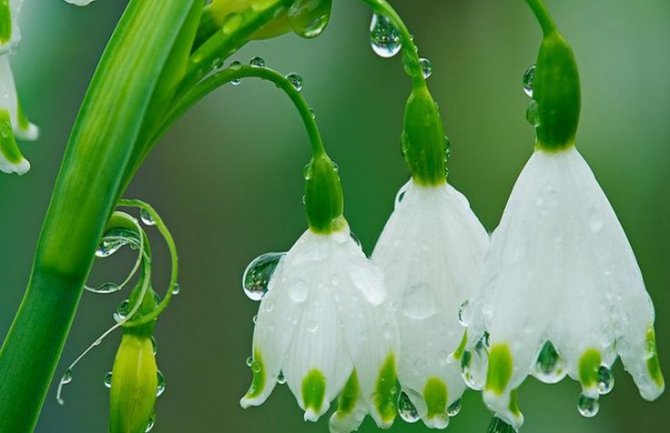 Danas oblačno, kratkotrajna kiša ili pljusak tokom popodneva
