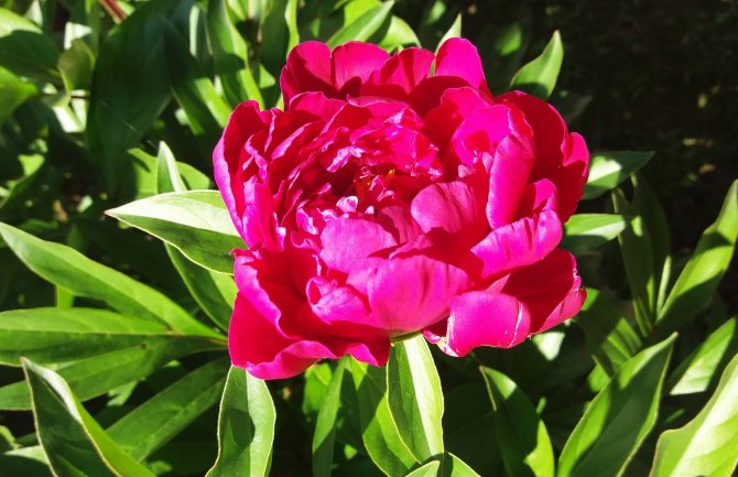 Danas sunčano, do 31 stepen