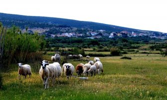 Oglas koji je zainteresovao mnoge: Traži se čoban, plata 600 eura