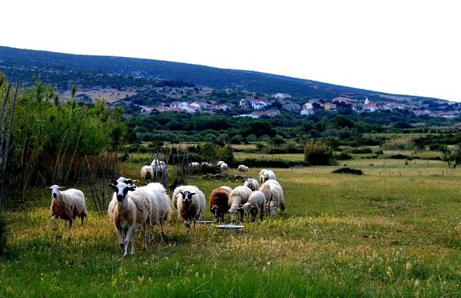 Oglas koji je zainteresovao mnoge: Traži se čoban, plata 600 eura