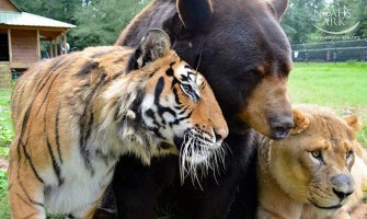 Njemačka: Uhvaćeni odbjegli lavovi i tigrovi iz zoološkog vrta