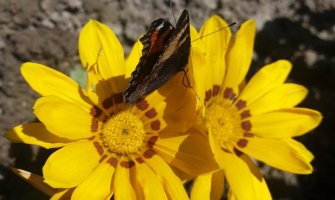 Danas sunčano, do 24 stepena