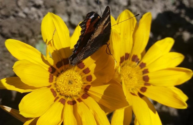 Danas sunčano, do 24 stepena