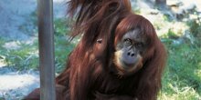 Preminuo Puan, najstariji orangutan na svijetu (VIDEO)