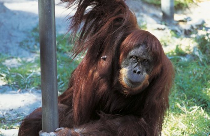 Preminuo Puan, najstariji orangutan na svijetu (VIDEO)