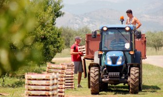  Za rad na Plantažama nedostaje 800 sezonskih radnika, dnevnica do 30 eura