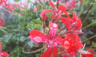 Oblačno sa kišom, na sjeveru pljuskovi