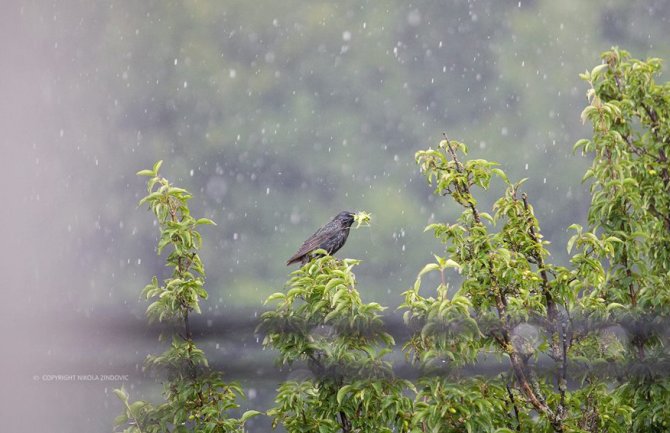 Nestabilno, mjestimično kiša, do 33 stepena