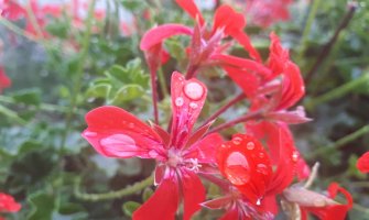 Mjestimično kiša, na jugu pljuskovi 