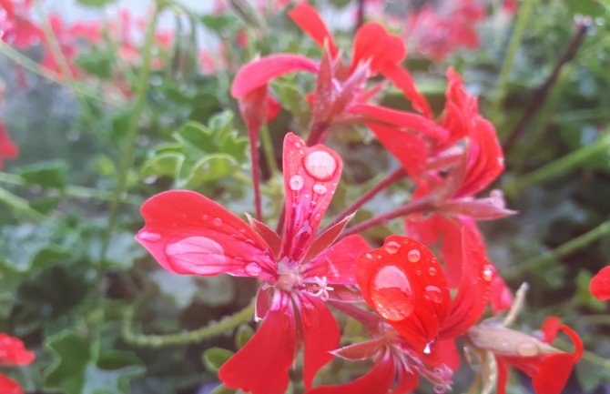 Mjestimično kiša, na jugu pljuskovi 