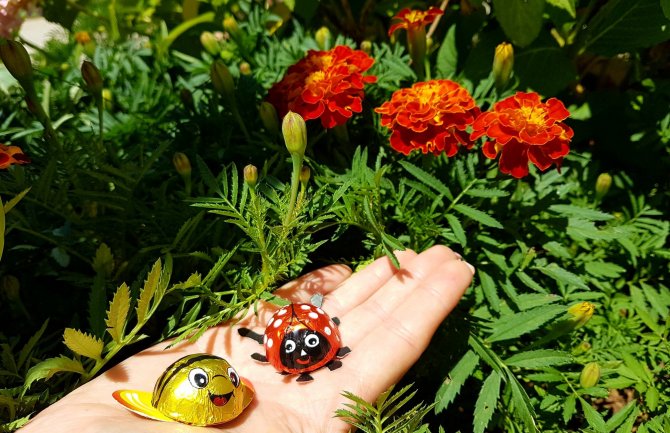 Sunčano i toplo, do 35 stepeni 