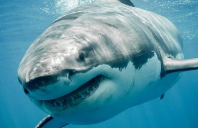 Ajkula zgrabila dječaka iz čamca, otac ga spasio