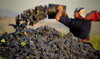 Dnevno se ubere oko 350 hiljada kilograma 