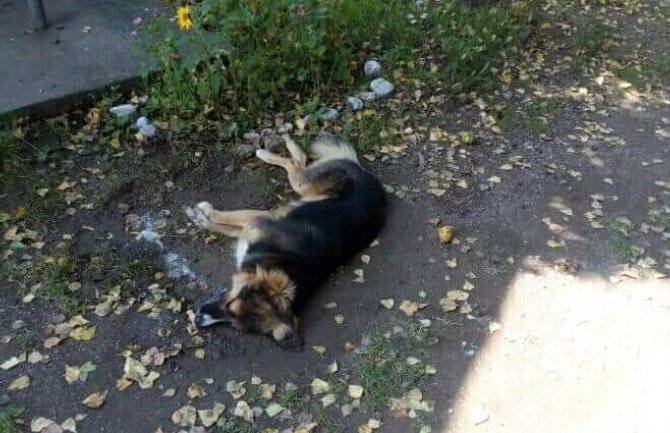 Masovno trovanje pasa i mačaka u Mojkovcu (FOTO)