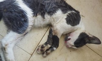 Novo trovanje pasa i mačaka, ovog puta u Tivtu 