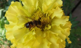 Sunčano i toplo, do 35 stepeni