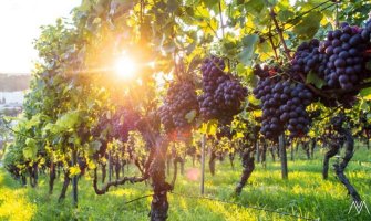 Pretežno sunčano, do 32 stepena 