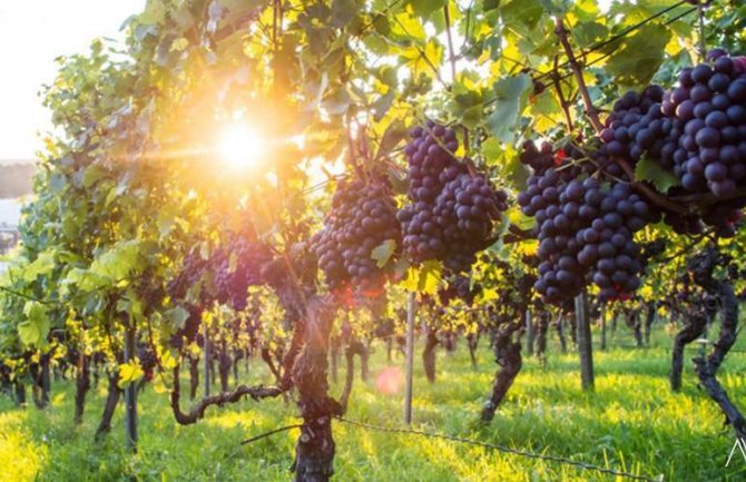 Pretežno sunčano, do 32 stepena 