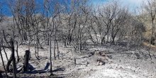 Alarmantno u Ulcinju: Vatra zahvatila i pojas uz more, uništeno stotine stabala masline(VIDEO)