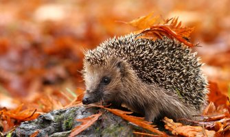 Pretežno sunčano, jak vjetar