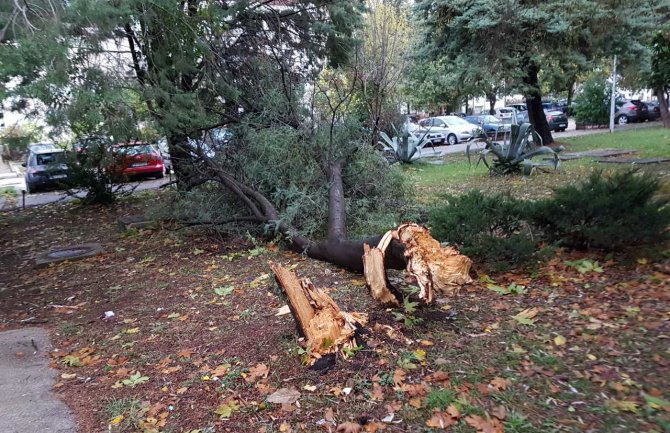 U Tivtu vjetar obarao stabla 