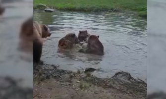 Brutalna scena: Medvjedi rastrgli vučicu u zoo vrtu, djeca šokirana (VIDEO)