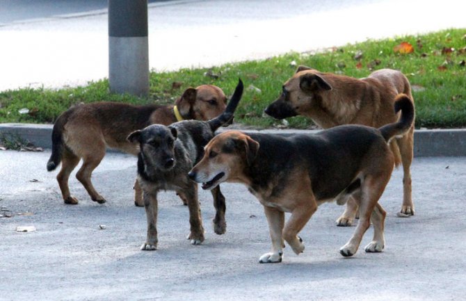 Bar prepun pasa lutalica koji napadaju građane
