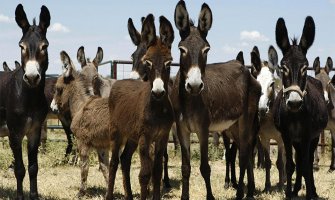Novogodišnji bal sa magarcima u nedjelju, prihod ide za kupovinu reciklomata za ishranu napuštenih pasa
