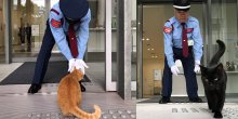 Dvije najpoznatije mačke u Japanu: Godinama pokušavaju da uđu u muzej(VIDEO)