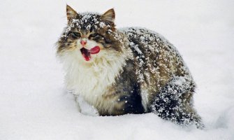 Sjutra snijeg na sjeveru, kiša na jugu, obilnije padavine tokom noći 