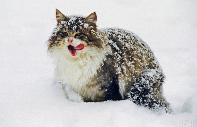 Sjutra snijeg na sjeveru, kiša na jugu, obilnije padavine tokom noći 