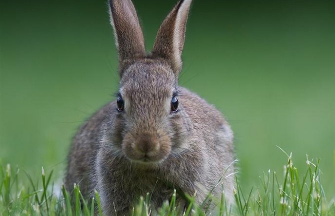 Promjenljivo oblačno, biće i sunca