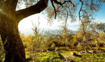 Tivat: 25 hiljada eura za podršku poljoprivrednicima