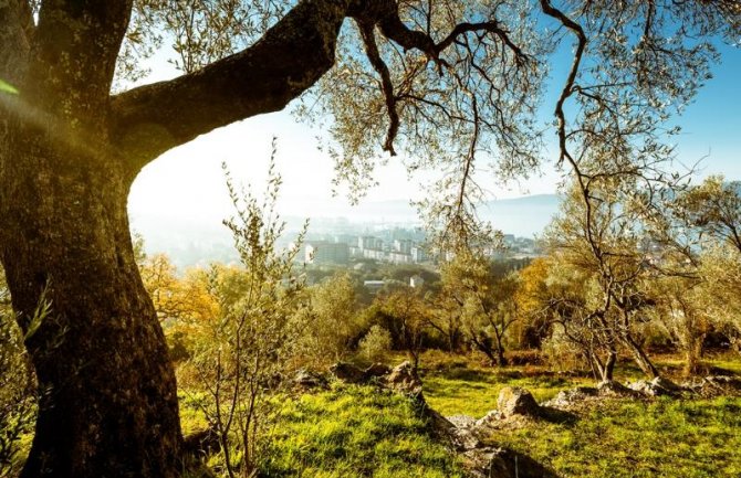 Tivat: 25 hiljada eura za podršku poljoprivrednicima