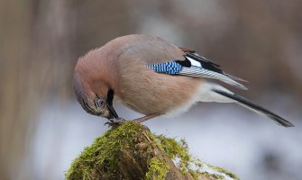 Danas pretežno sunčano,  do 15 stepeni