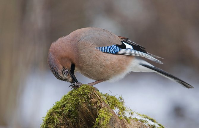 Danas pretežno sunčano,  do 15 stepeni