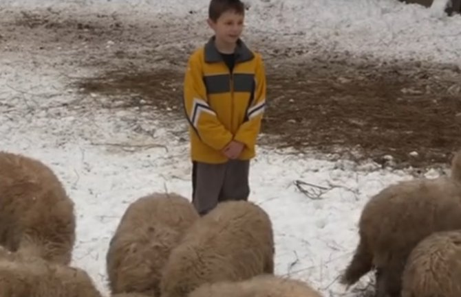 Od novca koji dobije za igračke i čokolade kupuje jagnjad, 9-godišnji Amer budući veliki farmer