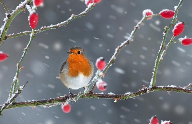 Padavine, u drugom dijelu dana razvedravanje
