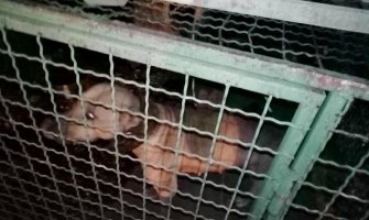 Napušteni psi u Maslinama, neki uginuli od gladi