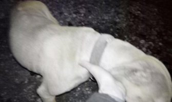 ODT formiralo predmet, policija provjerava da li je bilo borbi pasa