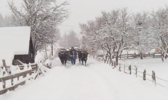 Tehnika koja decenijama daje rezultate: Kad mašina nema, volovima čiste seoski put (VIDEO)