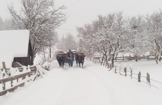 Tehnika koja decenijama daje rezultate: Kad mašina nema, volovima čiste seoski put (VIDEO)