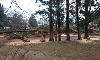 Demokrate: Sječa čempresa u Baru brutalan i sraman čin