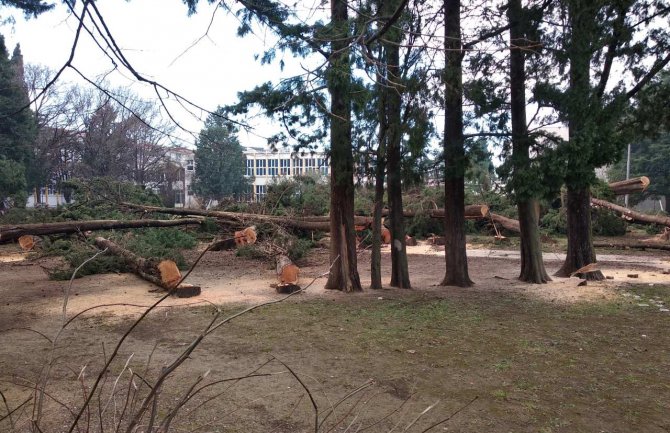 Demokrate: Sječa čempresa u Baru brutalan i sraman čin