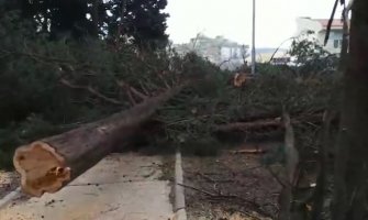 Poslednji pozdrav palim čempresima: Danas protest u Baru (VIDEO)