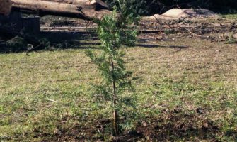 Bar: Srednjoškolci napravili živi zid oko gradilišta, posadili čempres