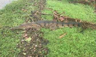 Krokodili i zmije prelaze ulice australijskog grada