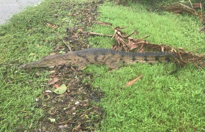 Krokodili i zmije prelaze ulice australijskog grada